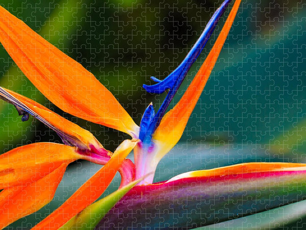 https://jade-moon.pixels.com/featured/bird-of-paradise-jade-moon.html?product=puzzle&puzzleType=puzzle-18-24