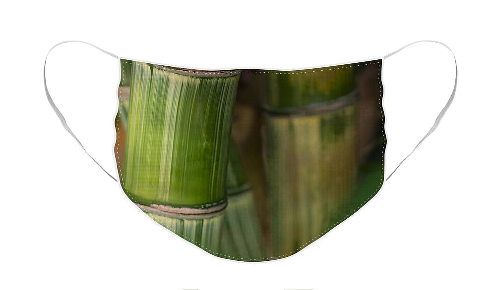 https://jade-moon.pixels.com/featured/bamboo-forest-jade-moon-.html?product=face-mask