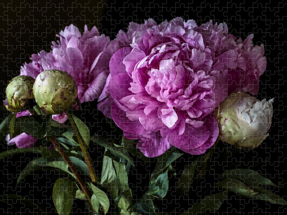 https://jade-moon.pixels.com/featured/peonies-still-life-jade-moon.html?product=puzzle&puzzleType=puzzle-18-24