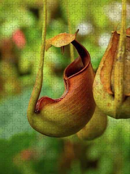 Pitcher Plant - Puzzle