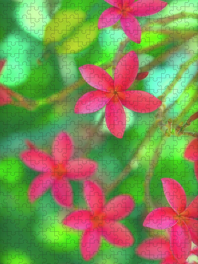 Plumeria Jungle Dream - Puzzle