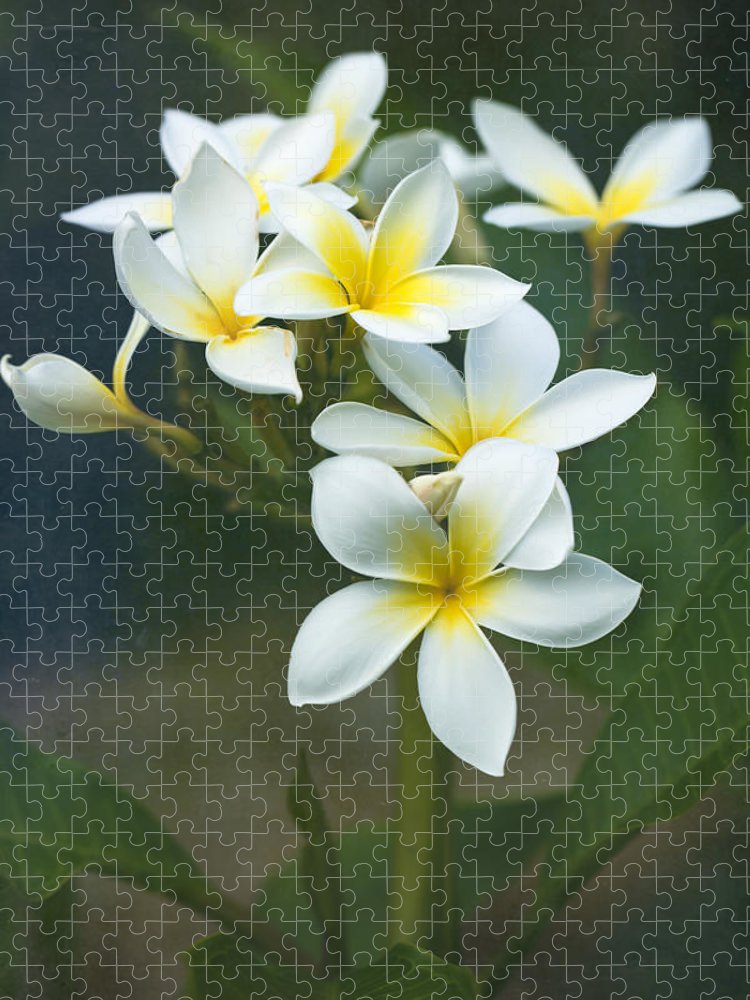 https://jade-moon.pixels.com/featured/plumerias-on-a-cloudy-day-jade-moon-.html?product=puzzle&puzzleType=puzzle-18-24