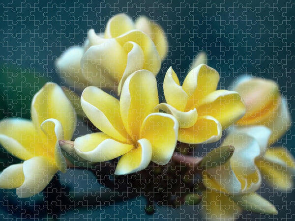 Plumerias Out of the Blue - Puzzle