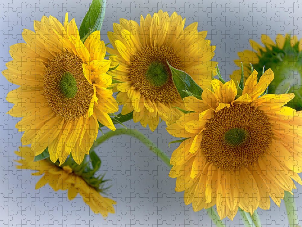 Sunflowers - Puzzle
